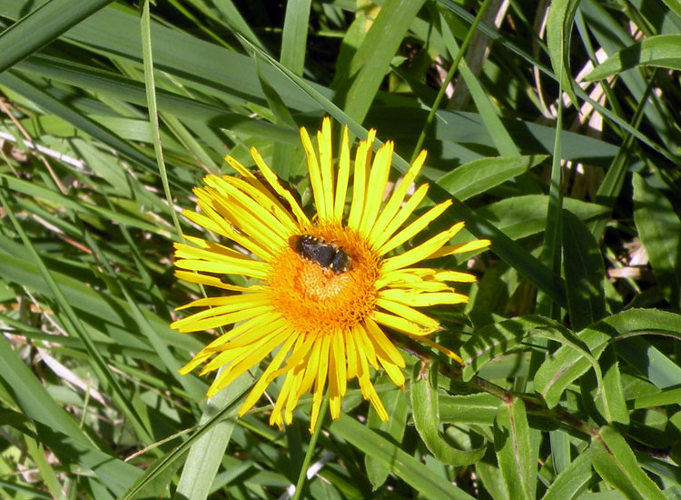 Pseudoanthidium lituratum o Anthidiellum strigatum?
